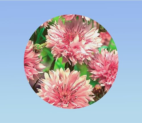250 graines de fleurs centaurée cyanus boule rose — bleuet rose double annuel champêtre pour massifs, fleurs coupées et jardins