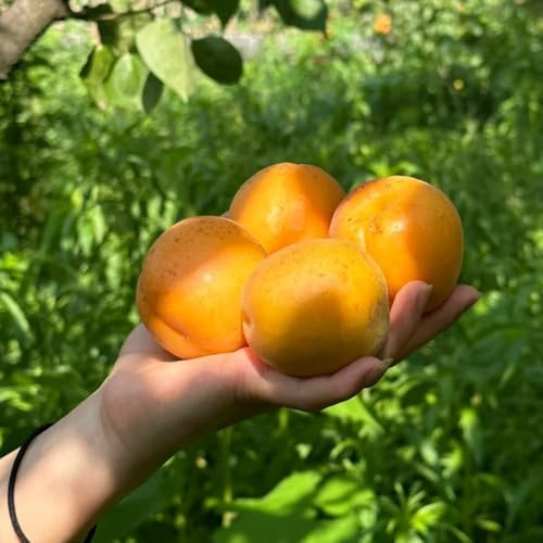 Semillas de albaricoque, Prunus armeniaca, frutales de balcón Comprar semillas de albaricoquero, fresca Comprar un granado balcón 30pcs