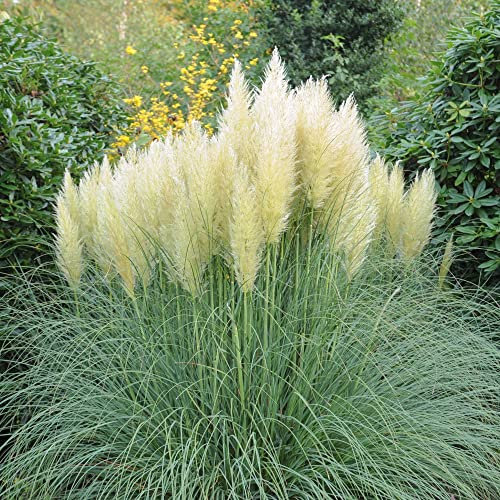 Pampas Grass Plant Cortaderia selloana 'White' Feathery White Seed Heads Hardy Perennial Easy to Grow Garden Retro Ornamental Grasses Specimen Plant 1x 11cm Potted Plants by Thompson and Morgan (1)