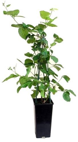 Zarzamora o Rubus Ulmifolius Natural Planta de Frutos del bosque Azules