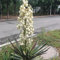 25 pcs Yucca filamentosa, pflanzensamen geschenk wildflower summer Yucca Palmlilie Winterhart Samen, blumensamen bodendecker winterhart samen blumen blumensamen geschenk balkon deko