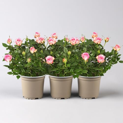 Rose 'Carousel Kordana®Classic', creme-rosa, Topf-Ø 10,5 cm, 3 Pflanzen