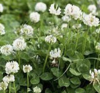 White Clover Seeds Plant Green Manure Wild Flower Seeds Fix Nitrogen & Improve Soil Structurefast Grow Green1 kg Bulk