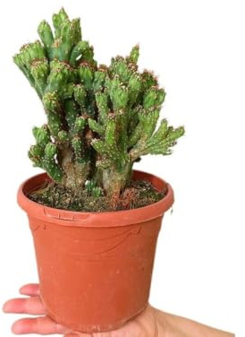 Cactus y suculentas (Cereus Peruvianus Monstruoso)
