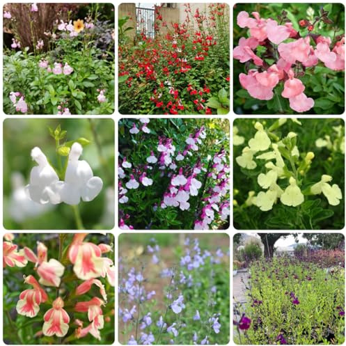 salbeisamen teingartenpflanzen winterhart gartenblumen salbei winterharte garten sträucher deko wohnzimmer gartenpflanzen blumensamen gastgeschenk blumensamen balkon küchenkräuter 700samen