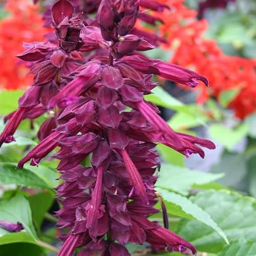 Salbei,Feuersalbei, salvia splendens violett 10 samen