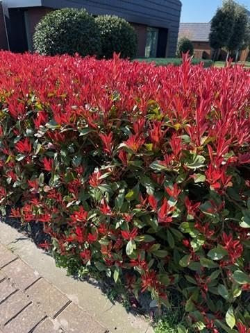 GreenboutiQ - Plantes de haie - Photinia fraseri Carre Rouge - feuillage rouge vert - 8 plantes - 1 mètre linéaire - persistant - pot 9cm hauteur 30-35cm