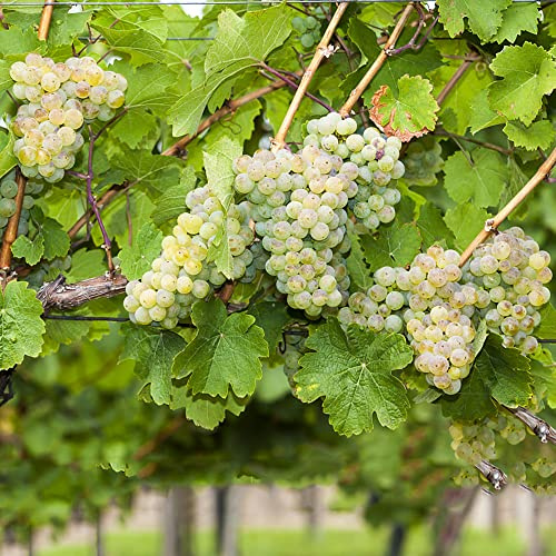 uva uvas - extremadamente resistentes reverdecimiento de tejados jardín de interior semillas columnar 350pcs