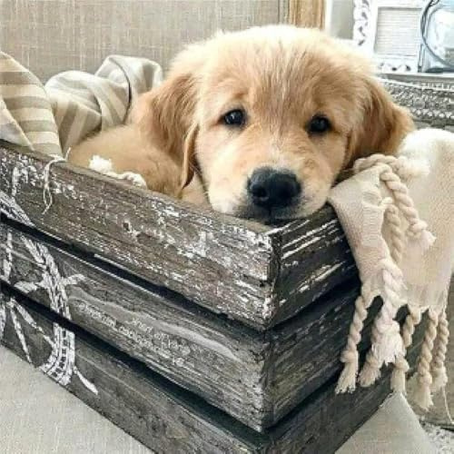 Bimkole 5D Diamond Painting Tillbehör Golden Retriever Djurbilder, Gör-det-själv Djur Diamond Painting Kit Hundar Full Rund Borr, Måla Efter Siffror, Målning, Broderi, Korsstygn, Diamantdekoration (30 X 30 cm)