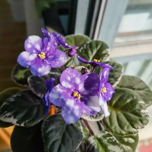 100 pcs usambaraveilchen samen, veilchen - Saintpaulia ionantha - wildblumen, winterharte stauden usambaraveilchen pflanze kaufen exotische pflanzen samen, gartenpflanzen winterhart