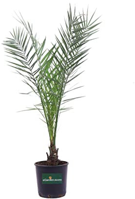 Pianta di Palma delle Canarie Pianta di Phoenix Canariensis palma in vaso pianta ornamentale pianta vera Palrma da esterno venduta da eGarden.store