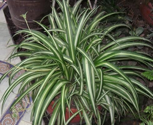 Lot de 10 nouvelles graines fraîches de chlorophytum comosum