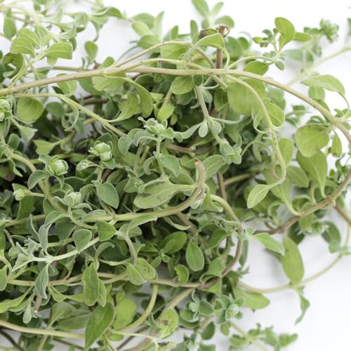 semillas de mejorana perenne - resistentes jardín, cobertura del suelo 350pcs