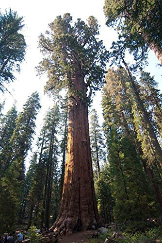 Germinazione I Semi: 20 Giant Sequoia - Sequoia Sierra, freschi più Grande