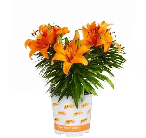 Lirio Natural Planta de Interior o Exterior con Extravagantes Flores