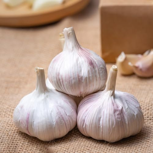 8 pcs pflanzknoblauch winterhart - steckknoblauch - steingartenpflanzen winterhart knoblauch pflanzen winterknoblauch hochbeete für garten geschenke für gartenfreunde balkon gemüse