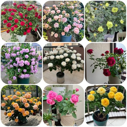 semillas de rosal, rosal trepador raras, decoración sala estar, Macizo, exóticas resistentes variedades antiguas, 50pcs