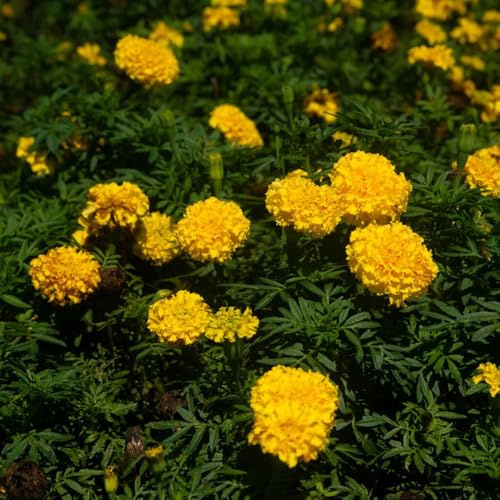 Semi di calendula, resistente al freddo - primaverili, per il giardino, Tagete di selvatici, 650pcs