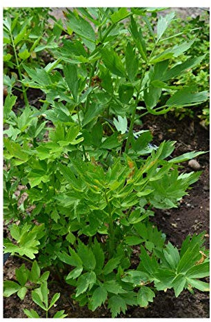 PREMIER SEEDS DIRECT - HERB - LOVAGE - LEVISTICUM OFFICINALE - 100 SEEDS (ORGANIC)