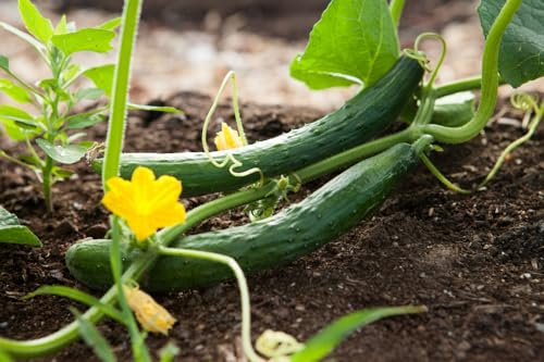 Viridis Hortus - 25 x Cucumber F1 Burpless Tasty Green Vegetable/Fruit Seeds