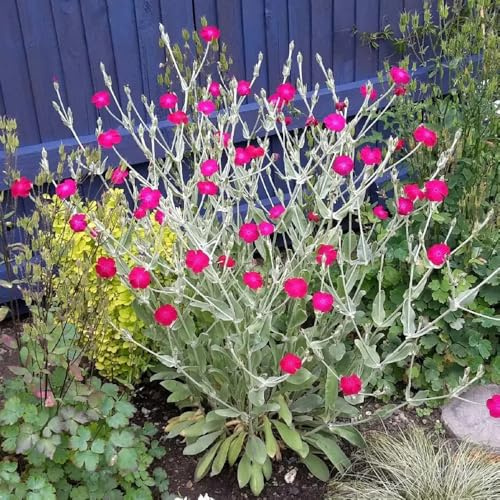 semi di chiodi di garofano puzzle, Decorazione da giardino per esterno, balcone di garofano, giardino roccioso resistenti 200pcs