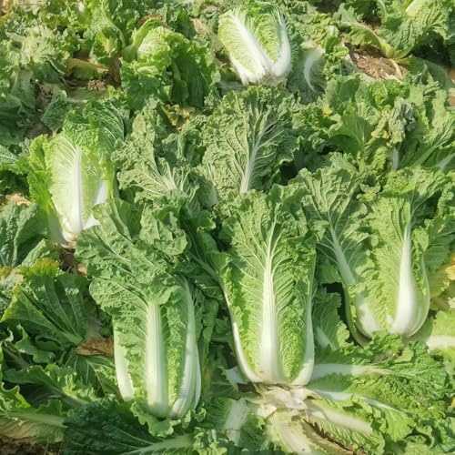 cavolo cinese, semi di pak choi, verdi esotico sostenibili vecchie varietà di balcone serra resistenti per giardini rocciosi vecchie varietà 600pcs