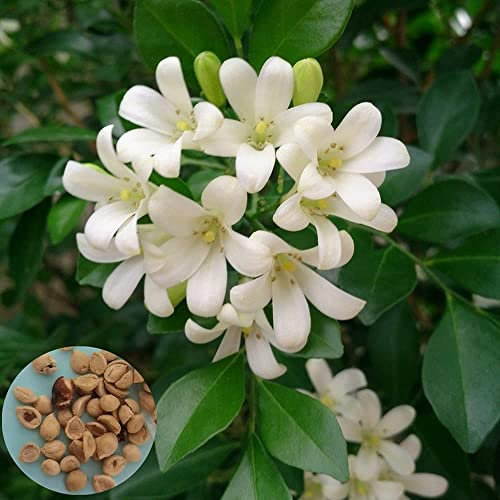 CHTING 200 Murraya Paniculata Samen Weiße Blüten, Die Die Vitalität Symbolisieren, Im Büro Platziert Zu Werden, Um Den Menschen, Die Den Ganzen Tag Arbeiten, Entspannung Zu Bieten