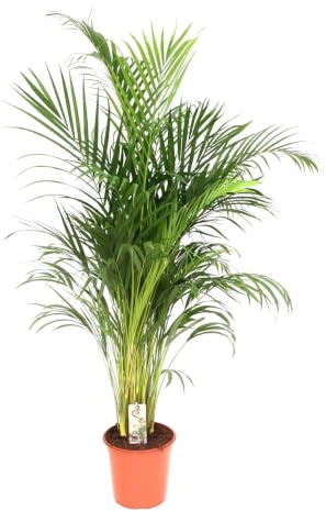 Trendyplants – Areca Palm – guldpalm – krukväxt – höjd 170–190 cm – krukstorlek Ø 24 cm
