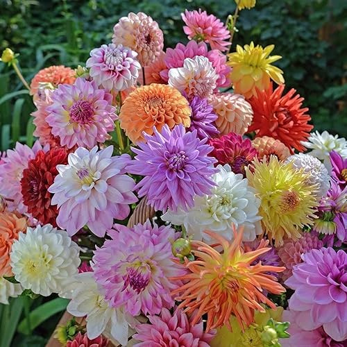 Votaniki Dahlia Mix Bulbs - Attracts pollinators, Long Lasting Blooms - Mixed Dahlia Flower Bulbs for Stunning Garden Display | Low-Maintenance and Easy to Grow (4 Pack)