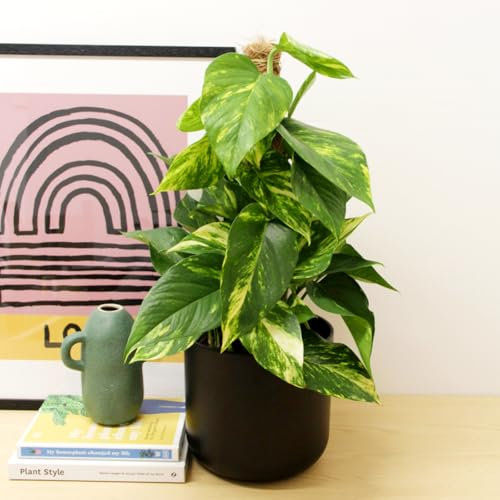 Carbeth Plants - Real Devil's Ivy Pothos Indoor Plant on Moss Pole in 15cm Pot - Epipremnum pinatum Aureum Air Purifying Variegated Foliage Houseplant - Easy to Care for Ideal for Home or Office