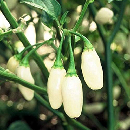 Chilli Pepper - Habanero - White - HOT! Vegetable Seeds