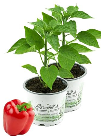 2er Set Rote Blockpaprika Indired F1 im 12cm Topf, frische Paprika Pflanze, Paprikapflanzen F1 Sorten
