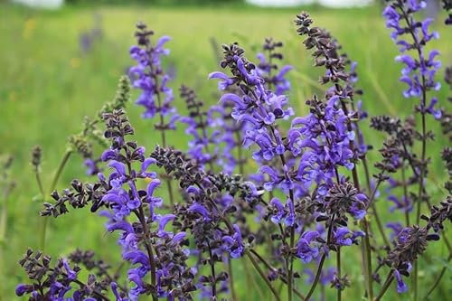 500 Samen Wiesensalbei Samen Salvia pratensis heimischer mehrjähriger winterharter Salbei Bienenfreundliche Salbei Pflanze