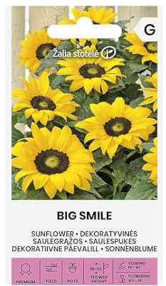 Zalia stotele | Girasole - Semi BIG SMILE | Semi di fiori | Pianta annuale, cresce fino a 15-50 cm di altezza | Semi di piante | Semi da giardino | 1 confezione