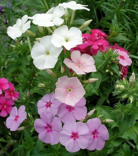 100 Mixed Colors DRUMMOND PHLOX MIX Pink, Red, & White Phlox Drummondii Flower Seeds by: Only Seeds
