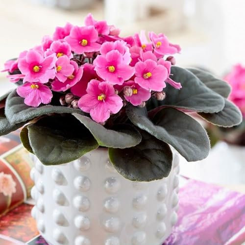15cm Saintpaulia Pink African Violet Plant Houseplant 12cm Pot