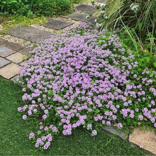 1000 pcs Sandthymian Bodendecker Samen - Gartenkräuter Gartenpflanzen Thymian Samen - Wildblumensamen Indoor Plants Blumenwiese Samen Steingartenpflanzen Winterhart Blumen Deko Büropflanzen