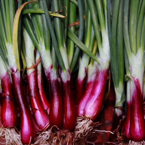 PREMIER SEEDS DIRECT - Seed Tape, Onion North Holland Blood Red - 6M (3X2M) - 370 Seeds