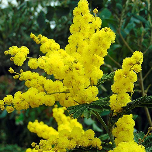 Acacia dealbata Gaulois Astier | Mimosa Tree | Ornamental Garden Tree | 5-6ft