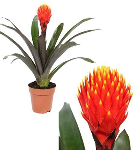 POWERS TO FLOWERS - GUZMANIA CONIFERA, BROMELIA TALA, pianta vera