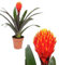 POWERS TO FLOWERS - GUZMANIA CONIFERA, BROMELIA TALA, pianta vera