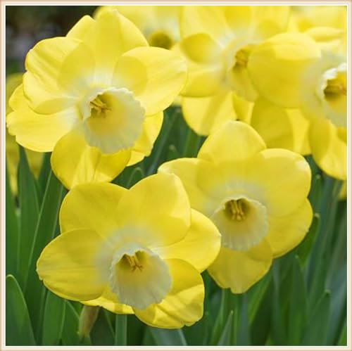 Narzissenzwiebel Winterhart MehrjäHrig-Narzissenzwiebel Narzissen Knollen Narzissen Zwiebeln Winterhart,Schöner Staudengarten Zierpflanzen pflanzen-8zwiebeln-c