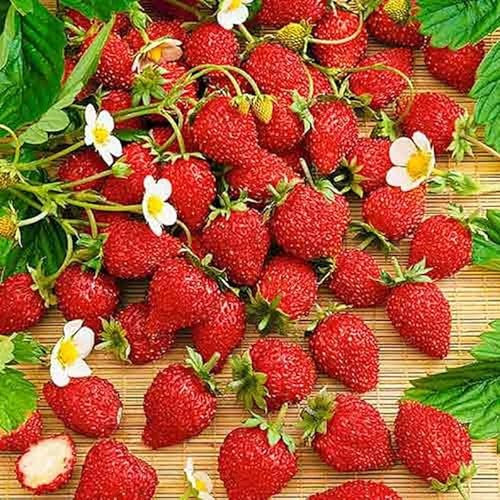 Wild Strawberry Regina Large Fruits 450 Seeds