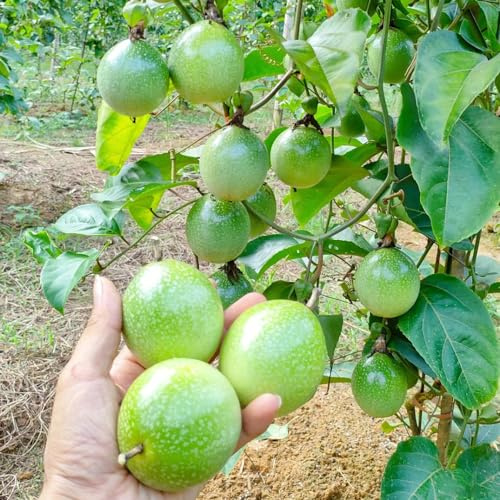 maracuyá columnar semillas de perennes resistentes semillas de en espaldera interior exóticas jardín columnares 300pcs