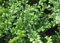 10 x Ilex crenata 'Convexa' (Buchsbaum Ersatz/Immergrün/Winterhart/Mehrjährig) Löffel Ilex - Der perfekte Buchsbaum-Ersatz für Ihren Garten - Top für Hecken - von Stauden Gänge
