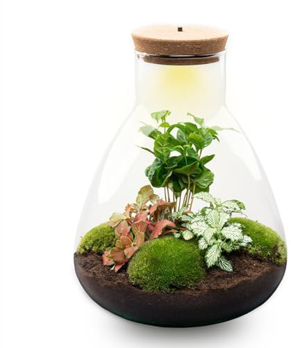 Terrarium DIY Kit - Sam Coffea with Light - Bottle Garden - ↑ 30 cm