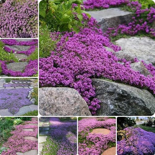 thymian samen bio, balkon deko blumen garten, kräutersamen pflanzensamen, kriechender thymian,Seltene pflanzen serie, saatgut bonsai samen, sandthymian samen, kräutergarten 300pcs