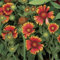 Frescas 1000 semillas - Semillas Gaillardia Aristata Wildflower