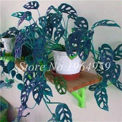 . 100 pc/Rare Bag Seed Palm Turtle Leaf Monstera Bonsai Outdoor Plant in vase Tree Bonsai Mix Perennial House Foliage Plants Flo: 6: Only Seeds