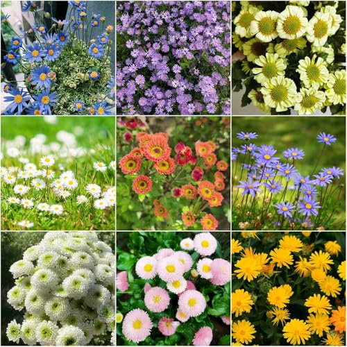 semillas de margarita organicas - resistentes para el jardín semillas de cortadas Balcón con cama elevada silvestres perenne resistente que 1000pcs